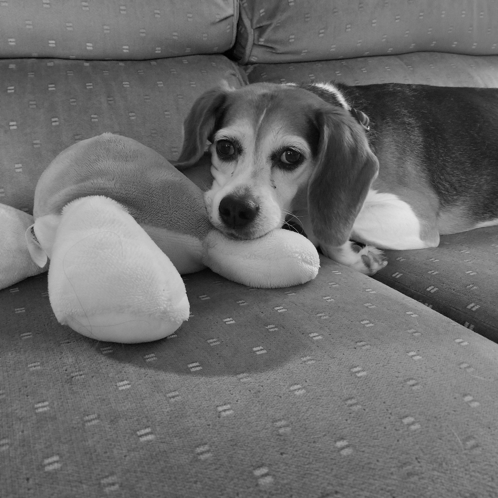 Meet your Posher, Reecha